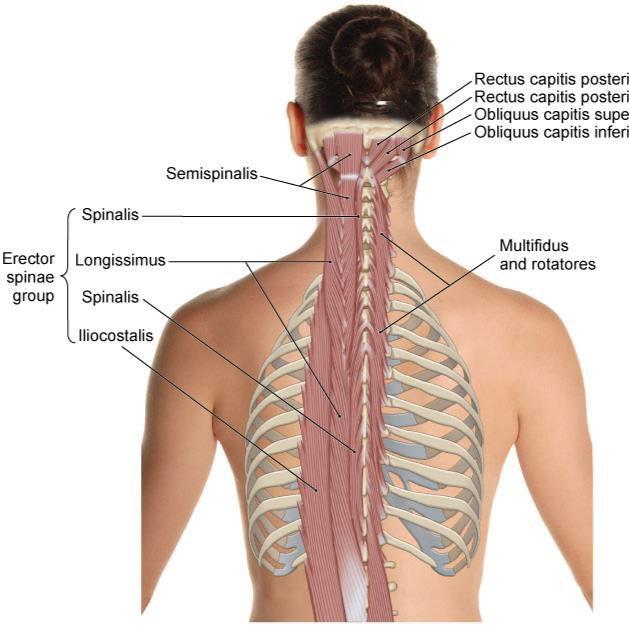 Massage djupa ryggmuskler nackmuskler